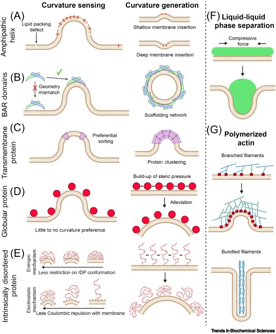 Available online - the Review "Protein-Membrane Interactions: Sensing and Generating Curvature" from <a href="/ZenoResearch/">Wade Zeno</a> and colleagues.

#MembraneCurvature #MembraneBending #IntrinsicallyDisorderedProteins #clathrin #BARdomains #AlphaSynuclein

authors.elsevier.com/a/1incK3S6GfQZ…