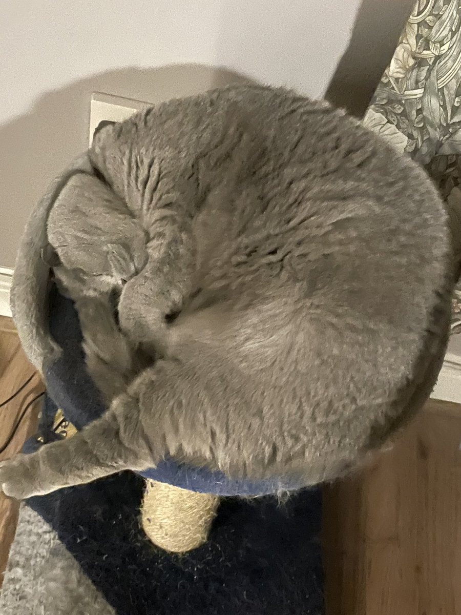 I’ve lost my head! #Duke 💜