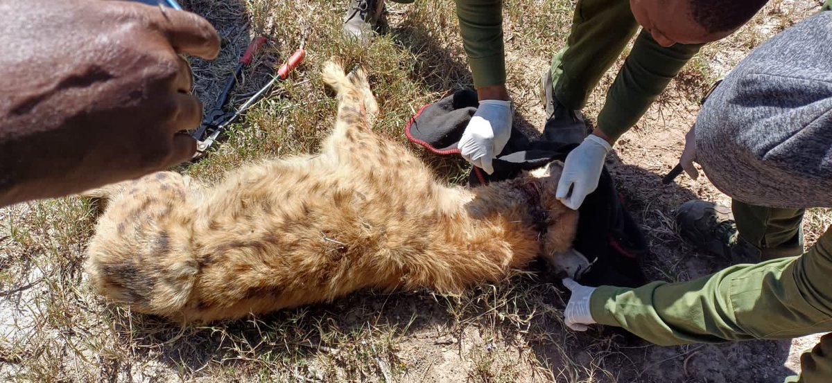 ScrapNaturalist's tweet image. Today the conservancy team removed wire snares from the necks of two of our hyenas. Sadly, hyenas often suffer as “bycatch” from poaching. But they’re resilient, too! These two will recover well. 💛🍪

#ScienceTwitter #conservation 
📸: Joseph Partoti Sandetto