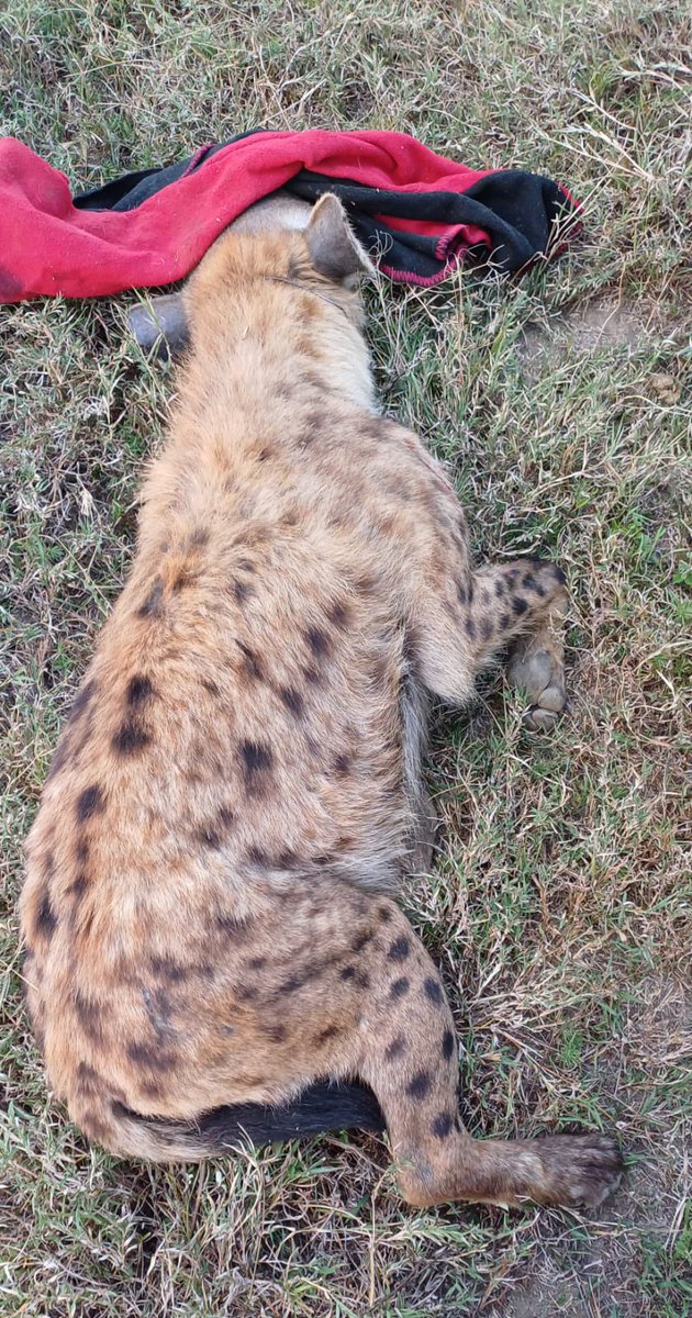 ScrapNaturalist's tweet image. Today the conservancy team removed wire snares from the necks of two of our hyenas. Sadly, hyenas often suffer as “bycatch” from poaching. But they’re resilient, too! These two will recover well. 💛🍪

#ScienceTwitter #conservation 
📸: Joseph Partoti Sandetto