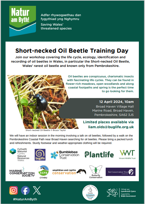Short-necked Oil Beetle Training Day with @natur_am_byth Diwrnod Hyfforddiant Chwilen Olew Gwddf Byr gyda @natur_am_byth