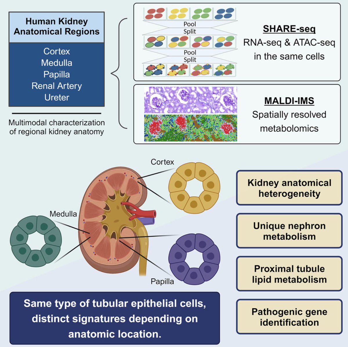 Excited to share our latest single cell multi-omic & spatial metabolomic work using SHARE-seq split-pool barcoding to profile regional kidney anatomy led by @HaikuoLi! authors.elsevier.com/sd/article/S15…