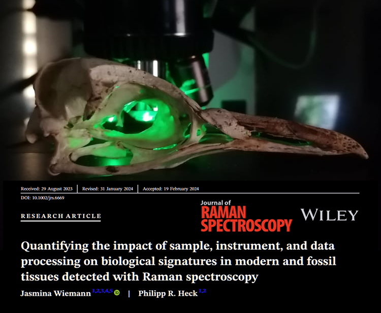 Out today: our new paper exploring the impact of sample, instrument, and data processing on #biosignatures in modern and #fossil tissues detected with #Raman #spectroscopy. 

Written for applied scientists➡️ #paleontology, #geochemistry, #astrobiology!

doi.org/10.1002/jrs.66…