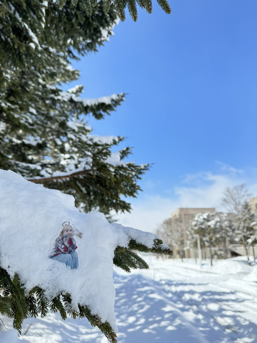 hiro_taro_k's tweet photo. 朝起きたら一面真っ白になっていた☃️❄️
嬉しくて快晴の中気持ちいいなぁって雪道を散歩して雪の積もった木を見ていたらめっちゃ可愛い妖精がいた🧝‍♀️

 #ちっちゃいイトスキーホルダー https://t.co/DNUrGY75qy