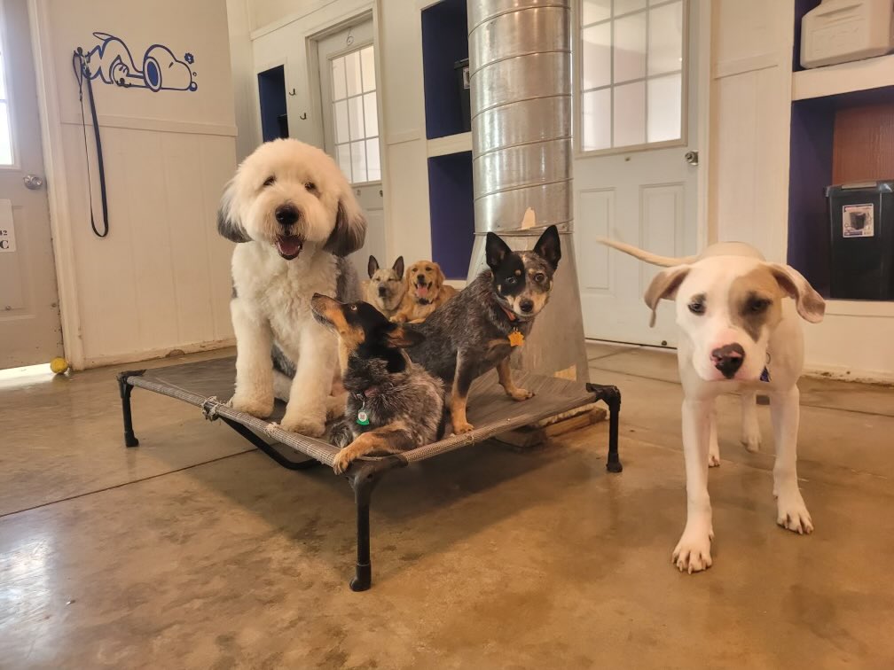 Denali having fun at Puppy Camp with his crew!