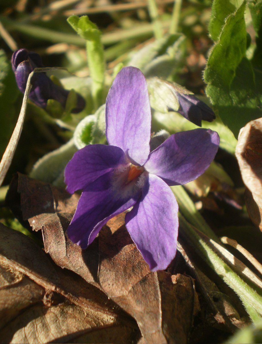 artisticGeno's tweet photo. #spring
#forest
#flowers
#odorata
💜
Violet perfume on green days
💚
A Beautiful Day ! https://t.co/HE0lxTB0jf