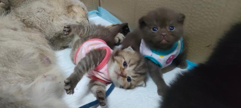 mookmick04's tweet photo. สก๊อตติสสนใจทักอิ้นบ็อกมาจ้า #หรือโทร:0610401524 รบกวนแอดไลน์ID:mookmick04 #ขายแมว #แมวหาบ้าน #แมวมิวซ์ #แมว #แคปชั่นอ่อย #ยุบสภา  #สก๊อตติสโฟลด์หูพับ #โควิท19 #ทาสแมว #รีวิว #englot #ตลาดนัดgiven #BMMF13 #1M #เก๋ไก๋ #เบียร์thevoice #cat #โหนกระแส #คัลแลน #กา���ิน #ชาลี #บิ๊กโจ๊ก https://t.co/qzwfc55dXc