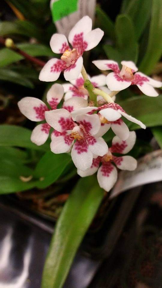 We will be in Cincinnati this weekend at the Greater Cincinnati #Orchid Society Orchid Show! We will have some budded & blooming Sarchochilus available. Learn more about culture and care here: bit.ly/2Q4KjMf #flowers #orchids