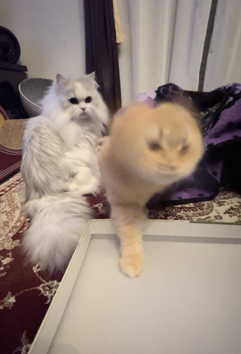 猫ドリル撮れた！と思ったら妖怪だった