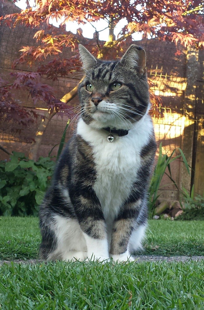 #MissingCatsUK #LostCat
Missing from #KirkbyInAshfield #Annesley #Nuncargate #Notts #NG17
Please help find #Zucco
Male tabby & white cat
Timid with torn ears
Has no teeth
Walks with limp
Silver reflective collar green bell
Neutered Microchipped #ScanMe Disappeared 8:30am 20/8/19