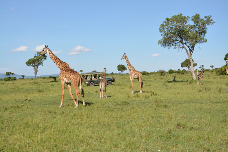 The #MasaiMaraReserve in Kenya offers an unparalleled wildlife safari experience. The stunning landscape makes The Masai Mara a prime destination to immerse oneself in Kenya's wilderness and raw untamed beauty. Learn more about our luxury tented camp: neptunehotels.com/neptune-mara-r…