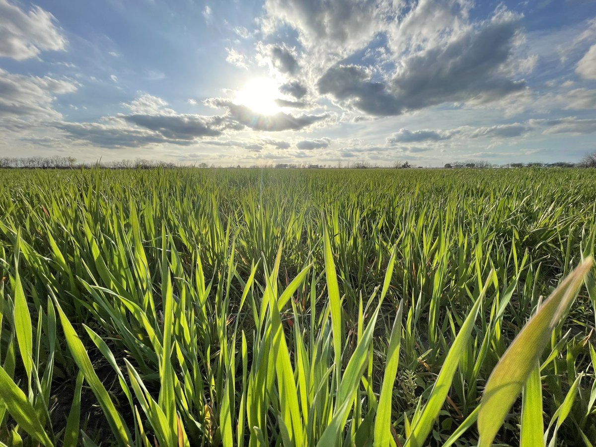 BrandonBoerner's tweet photo. Why I enjoy seeing green wheat fields? I like bread for my hamburger and rolls with my steak. Some grain nourishes cattle, while the rest gets milled into flour. 
The dedication of farmers and ranchers is the foundation of our daily meals, enjoyed three times a day!#NationalAgDay https://t.co/kd9o2W22pu
