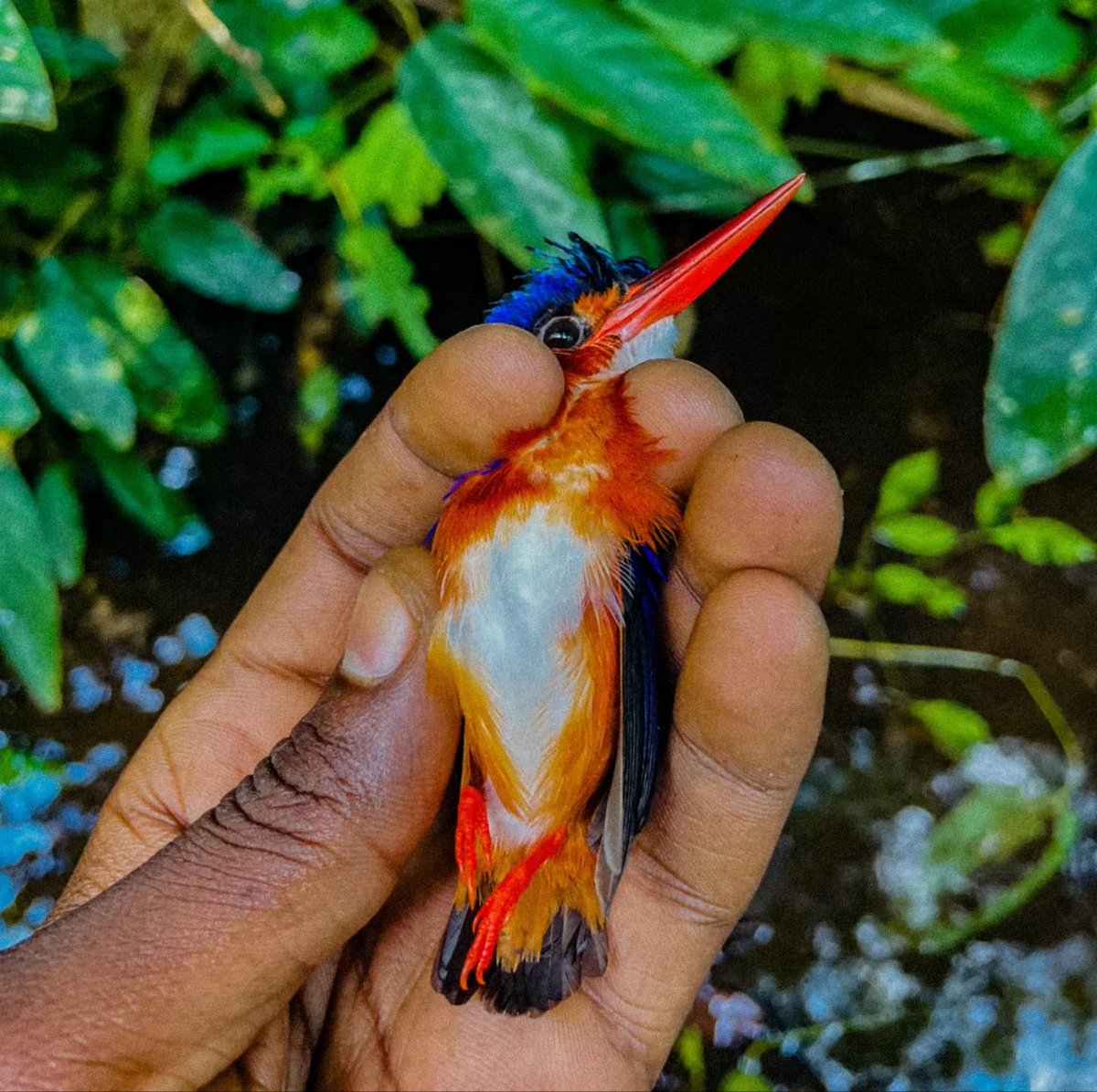 Artemis_African's tweet photo. 🌟 Ns sommes ravis d'annoncer que grâce à une subvention généreuse de @WildlifeAcoust (USA), @Artemis_African se lance dans une nouvelle ère de conservation avec l'utilisation de la #bioacoustique ! 🎶💡 #Conservation #Innovation #WildlifeAcoustics #Biomonitoring #ImpactTerrain https://t.co/Hl2fwuYqnT