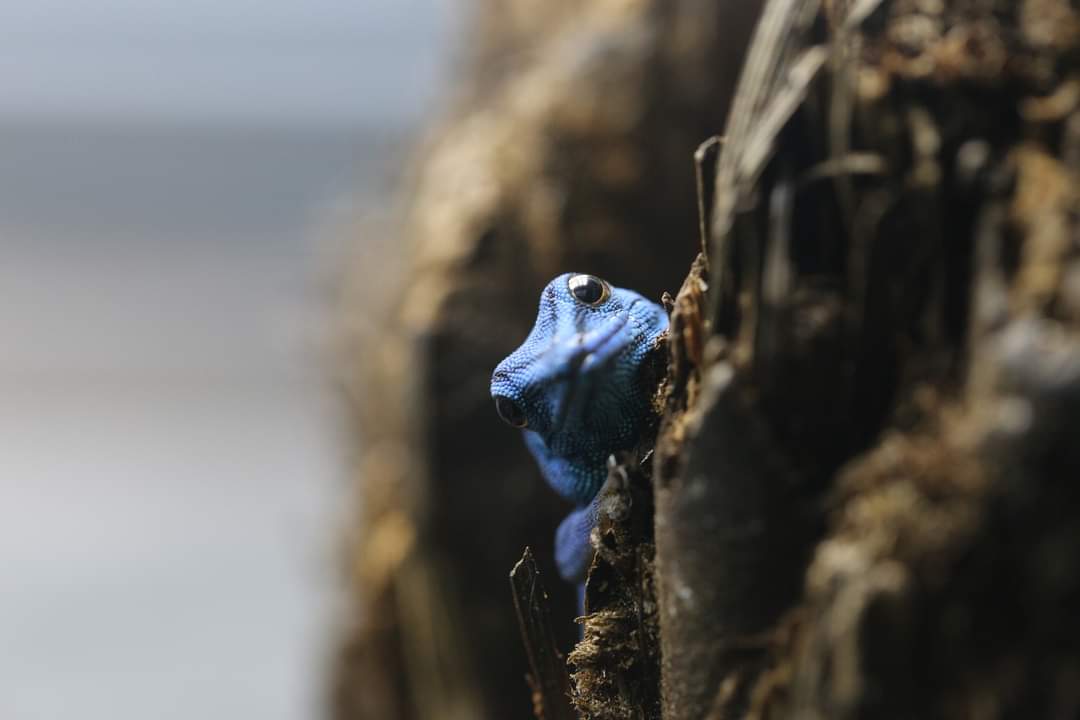 EDGE of Existence tweet media