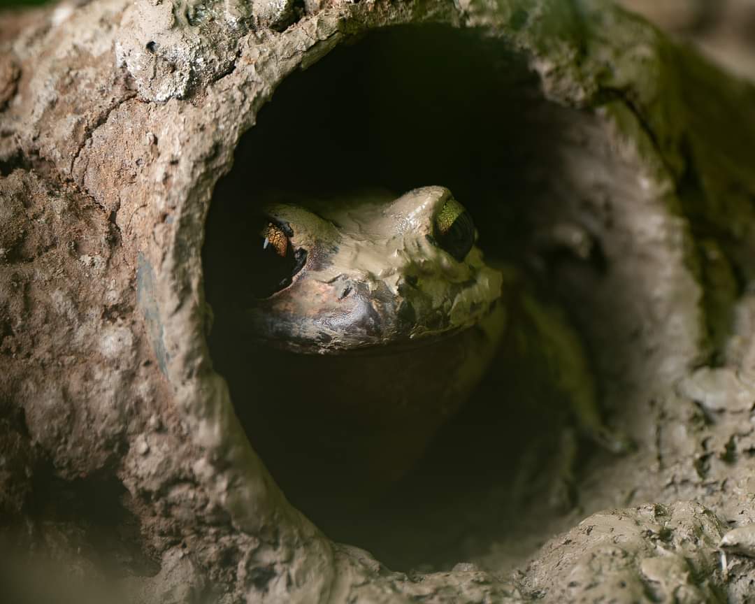 Have you figured out our secret…or are you as curious as these incredible EDGE species! Stay tuned next week for more clues Turquoise dwarf gecko 📷 © Daniel Kane ZSL Crocodile lizard 📷 © Benjamin Tapley ZSL Mountain Chicken Frog 📷 ©Jamie Price #WeHaveASecret
