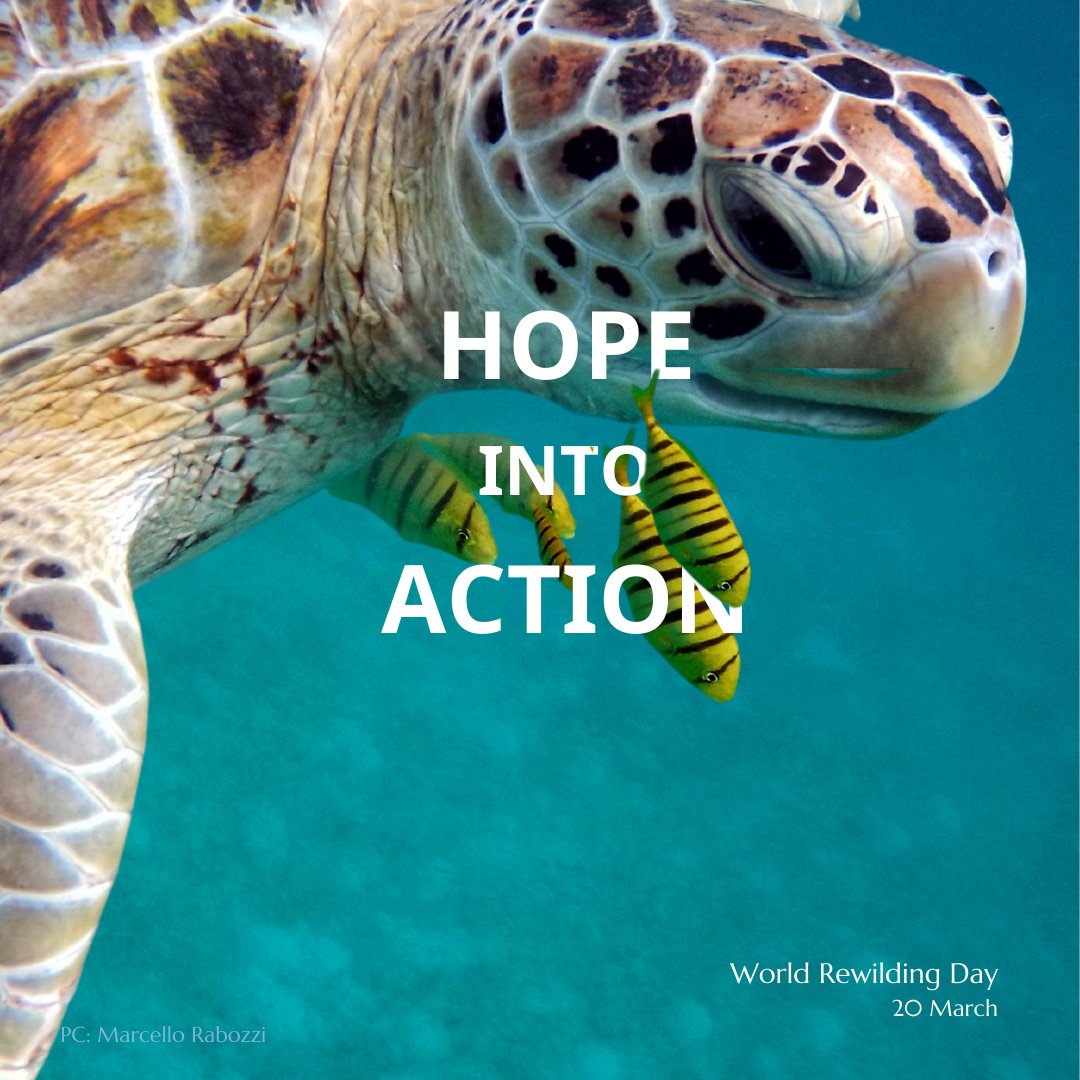 We generally  focus on the biodiversity right here at Ferncliffe - it's endangered habitat after all. (And how can one resist cannibal  snails, keeled millipedes and stripy baby bushpigs?!) But on #WorldRewildingDay, we're thinking about how to turn #HopeIntoAction globally.