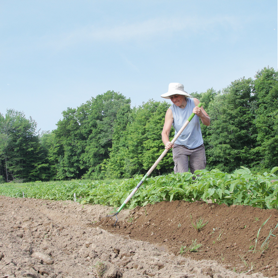 Organic #potatoes are a simple #crop to #grow and can help you eat local year-round thanks to their impressive shelf life. It’s important to choose the right variety and a successful growing method. Check out our tips and growing methods at bit.ly/3V7eTDL 🥔🥔