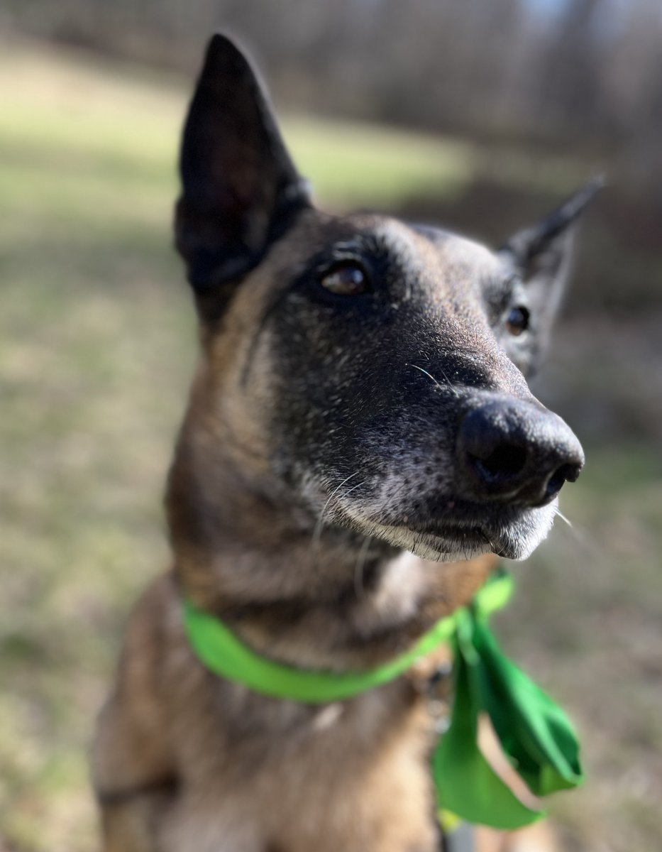 Happy birthday to #MiaTheMalinois A few more grey hairs, but still going strong at 11! 🥳 🎉