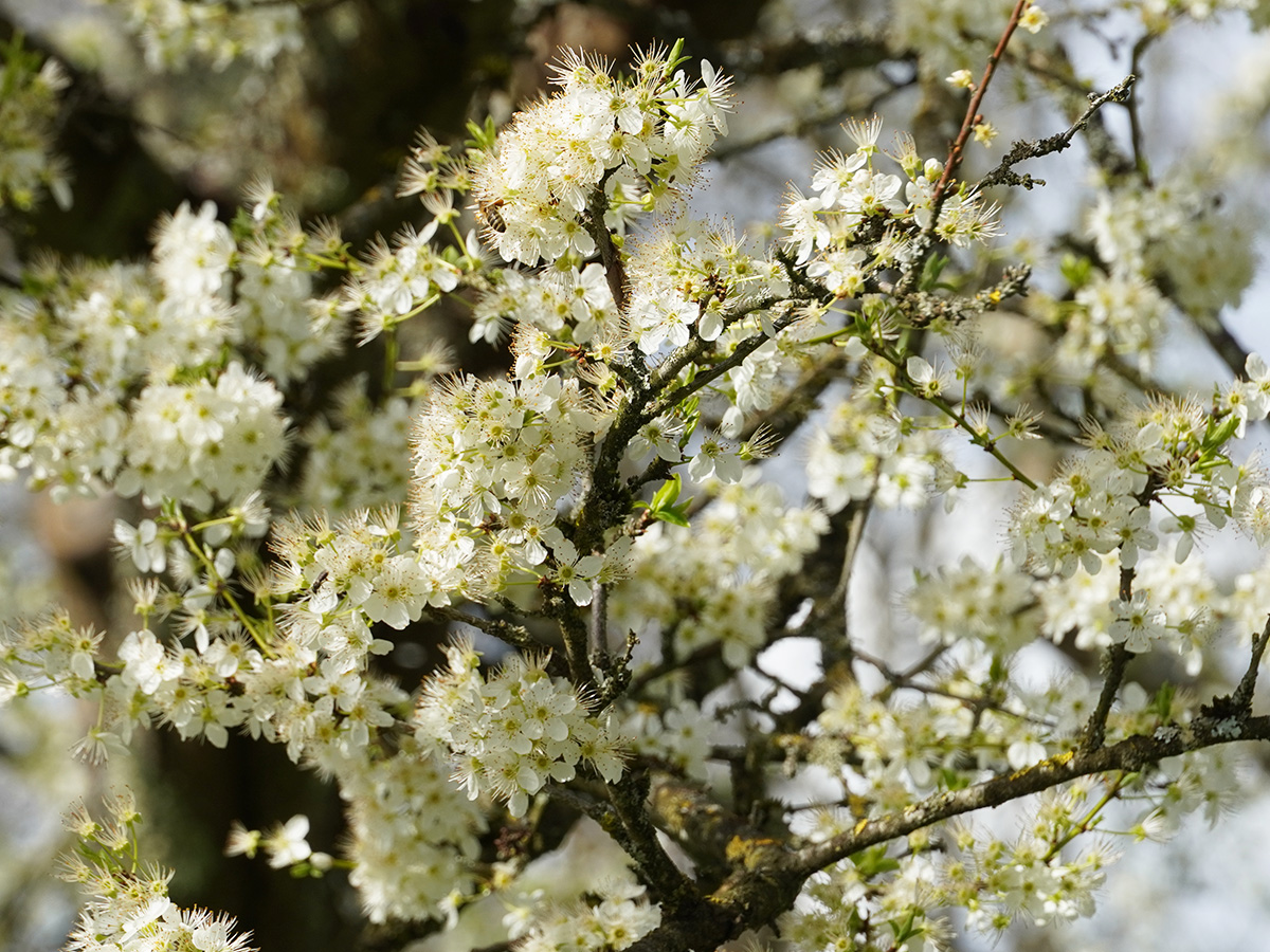 Insel Mainau tweet media