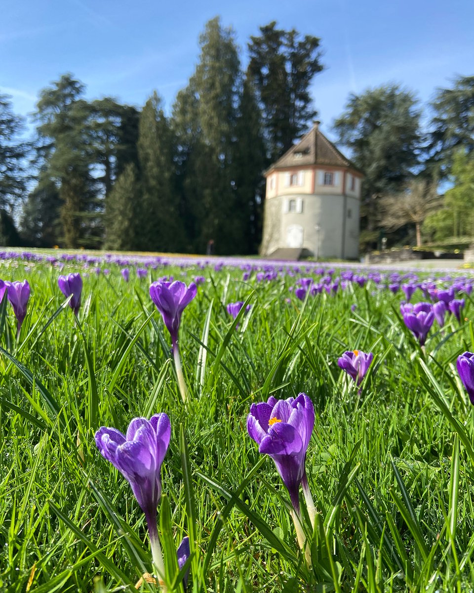 Insel Mainau tweet media