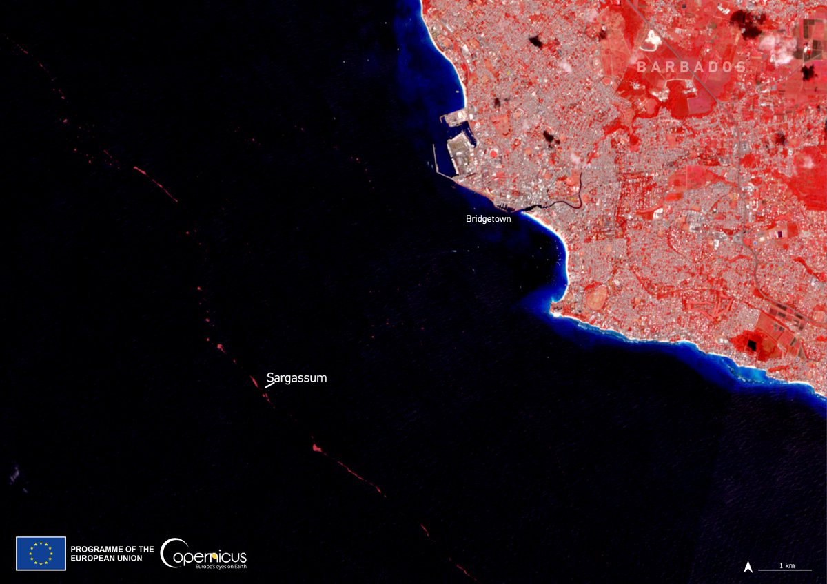 Data from #Copernicus satellites help monitor and understand the impacts of sargassum on #OurOceans 🌊 ⬇️#Sentinel2 image of sargassum along the coast of Bridgetown, Barbados🇧🇧