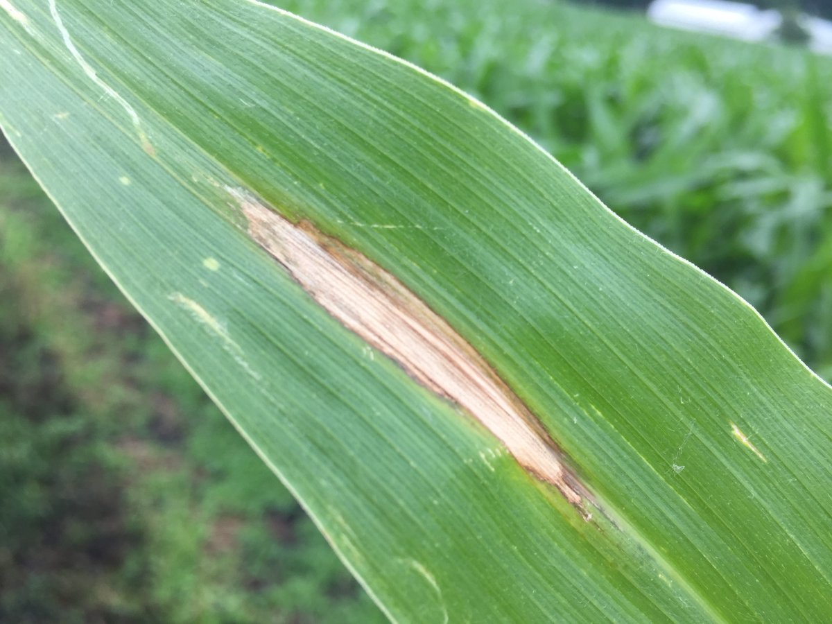 If northern corn leaf blight lesions are in the canopy prior to and just after tasseling (VT), and conditions favor disease, significant yield losses can occur in susceptible hybrids. Read more in Extension's cropprotectionnetwork.org/publications/a… From @cropdoc08 @ccecornell @ppp_trey