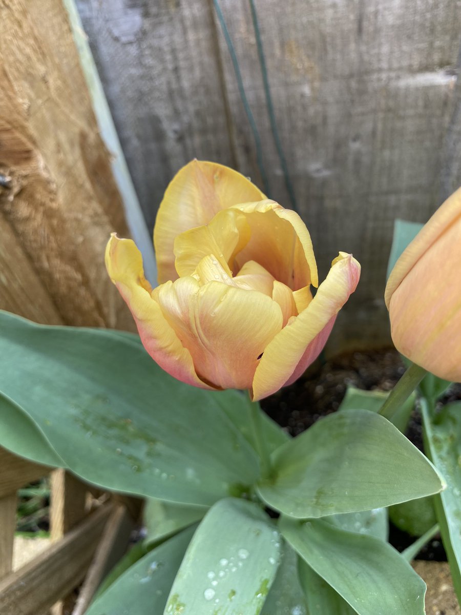 The sun has broken through the cloud here. We have 14.6 degrees and rising. A lovely Spring Equinox 🌷

Miss Foxy Foxtrot tulip, faithful returner. 

#SpringEquinox #VernalEquinox #Tulip #FoxyFoxtrot #sunshine