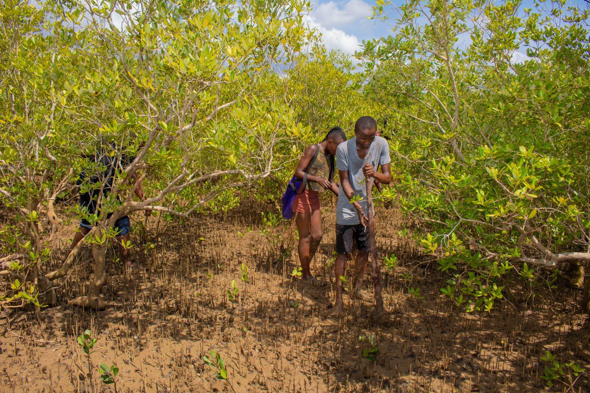 When a mangrove forest is rehabilitated and is in good condition, the balance in the ecosystem provides a range of benefits to the community A good mangrove forest will act as a habitat for marine life, including fish and shrimp @the_paulflynn @Paul15033290 @foundation_gro