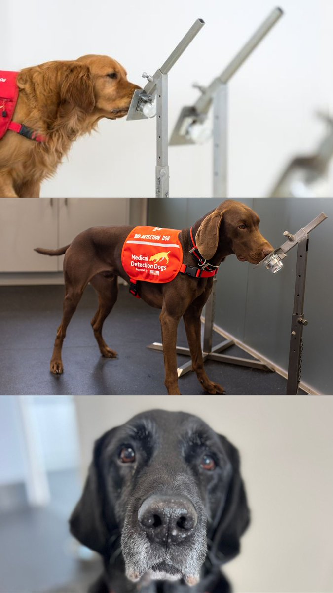 Peanut, Bumper and Max need your help! If you or anyone you know has #Parkinsons and would be willing to donate a sample for their training by wiping a piece of material we provide across your skin and posting it back in a pre-paid envelope please visit bit.ly/4a1z9LG…