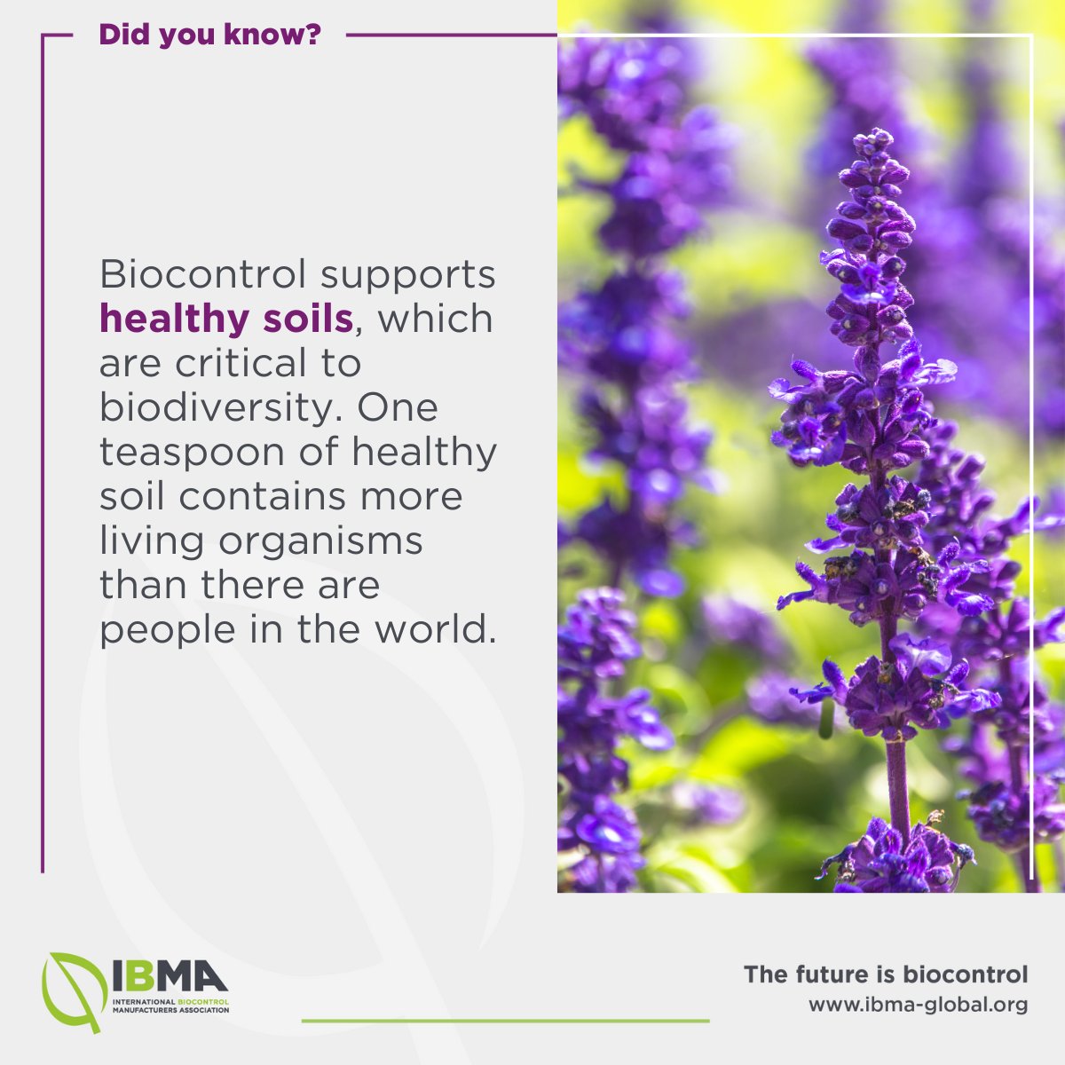 🐞 How does biocontrol support biodiversity? 🌱 #Healthysoils are home to a wide range of plants and creatures, whereas less healthy soils are less biodiverse regions, unable to provide inhabitants with vital nutrients. #SoilHealth #HealthySoils #Biodiversity #BiologicalControl