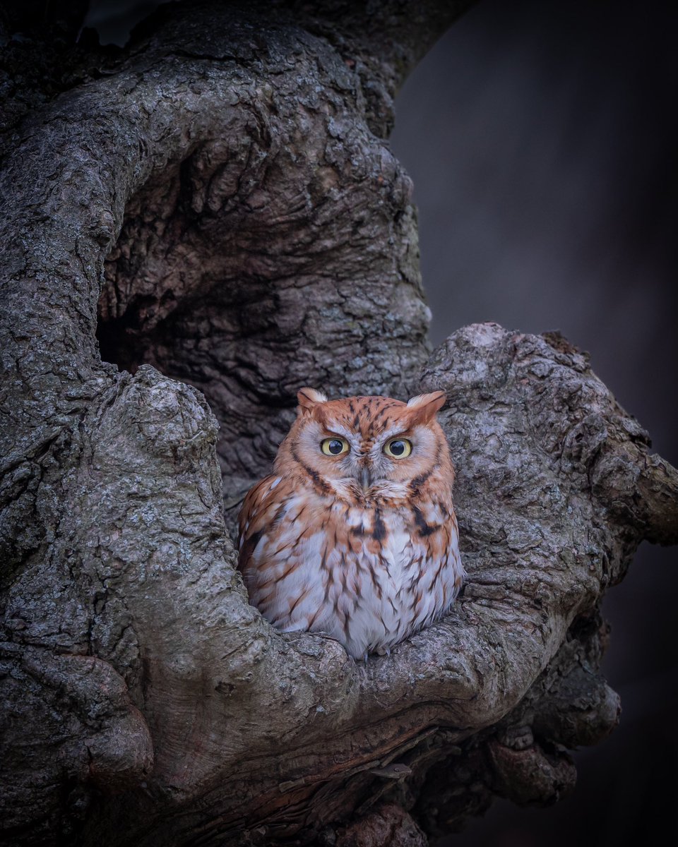 Wing it Wednesday #owls #birds #nature #birdphotography #wildlifephotography #WildlifeWednesday #sonycameras #sonyalpha #NaturePhotograhpy