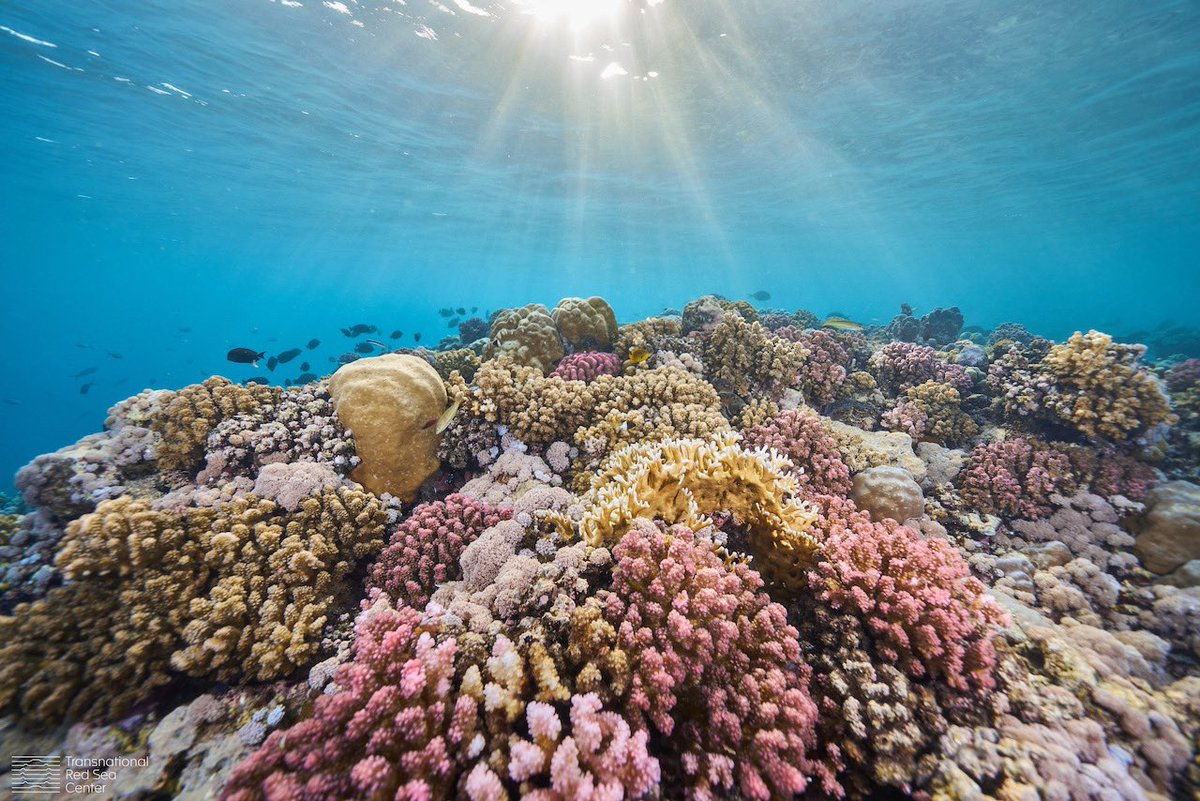 À Djibouti, la #diplomatie rencontre la #science 💼🤝🔬 Des experts de l'@EPFL mettent en œuvre un projet de sauvegarde des récifs coralliens de la #MerRouge, soutenu par le @EDA_DFAE. Unissant les pays riverains autour d'un but commun, ce projet promeut la #ScienceDiplomacy.