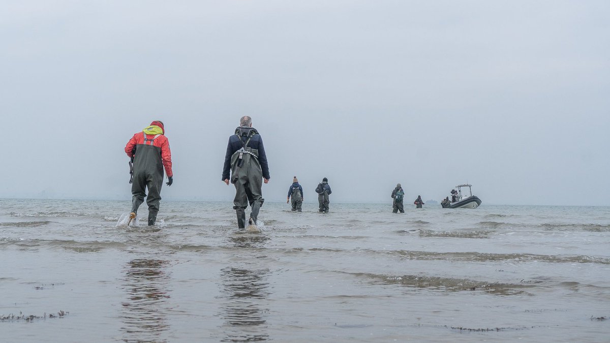 Thanks to the @wwf_uk ambassadors for joining the #Solent team for a #seagrass planting session. Thanks to @yachtsforscience @arksen for transport. We showcased our #seagrassrestoration site to improve and enhance a healthy and thriving #marinehabitat for #people and #planet