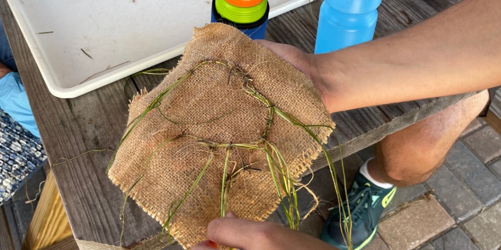 Discover the power of seagrass matting in our restoration efforts! 🌱 Providing stable substrate for seagrass growth, these mats are vital for Indian River Lagoon's health. Join us in spreading awareness and volunteering! Visit floridaocean.org/events #SeagrassRestoration