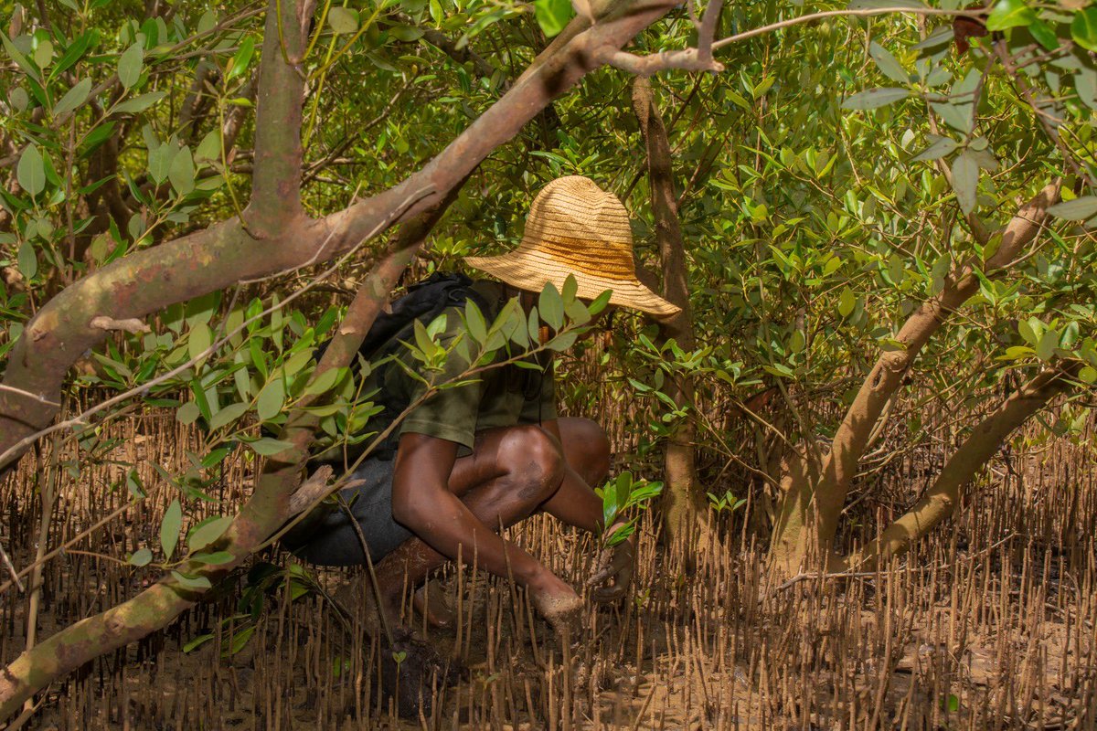 In COP27 Part of the mandate is to inspire & support the nonstate actors in supporting Parties towards delivering the goals of the Paris Agreement.the framework for the necessary ambition loop for governments and nonstate actors to scale actions for protecting mangrove ecosystems