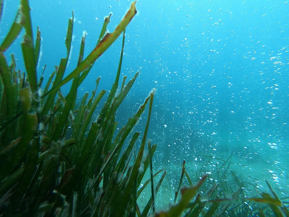 🌊Exciting News! A study on nitrogen cycling and #OceanAcidification (OA) in #Seagrass lead by @symbiostoic and @SuperSeagrass from @SznDohrn is now published @CommsBio! 🌱Marine plants and their microbes efficiently acquire nutrients under OA 🔬rdcu.be/dBK2N