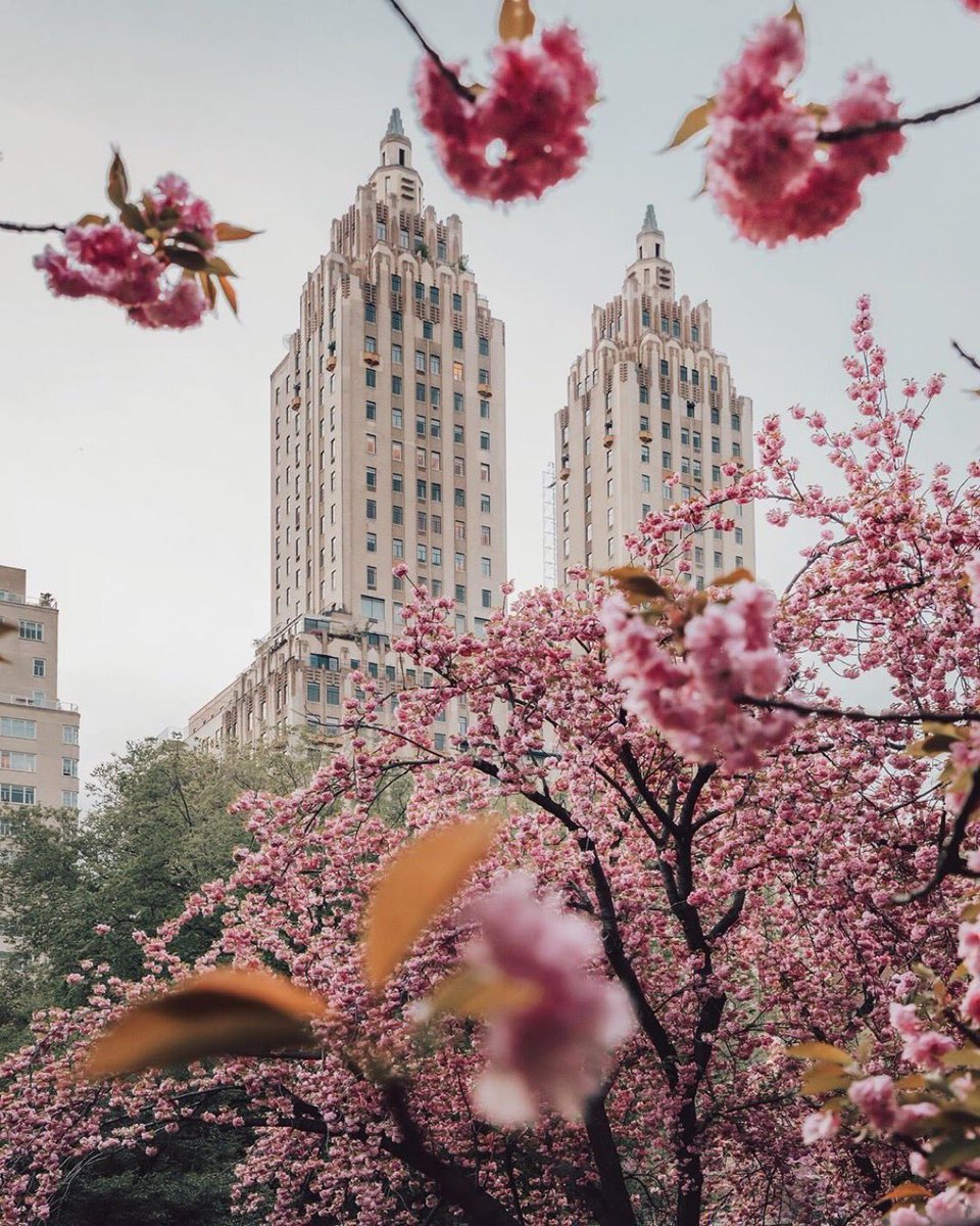 Spring in Central Park in NYC 🇺🇸 🍃 Happy Spring day to y’all🍃🌸