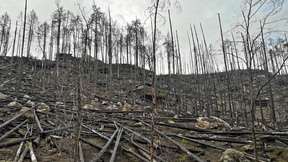 New #Leibniz #ScienceCampus #BioSmoke in #Leipzig researches #wild fires & #climate. #Smoke in the focus of a new joint project: tropos.de/en/current-iss… / @LeibnizWGL @UniLeipzig @TROPOS_de @DBFZ_de @UFZ_de / #wildfires #LSC #BreathingNature #atmosphere-#biosphere #ClimateChange