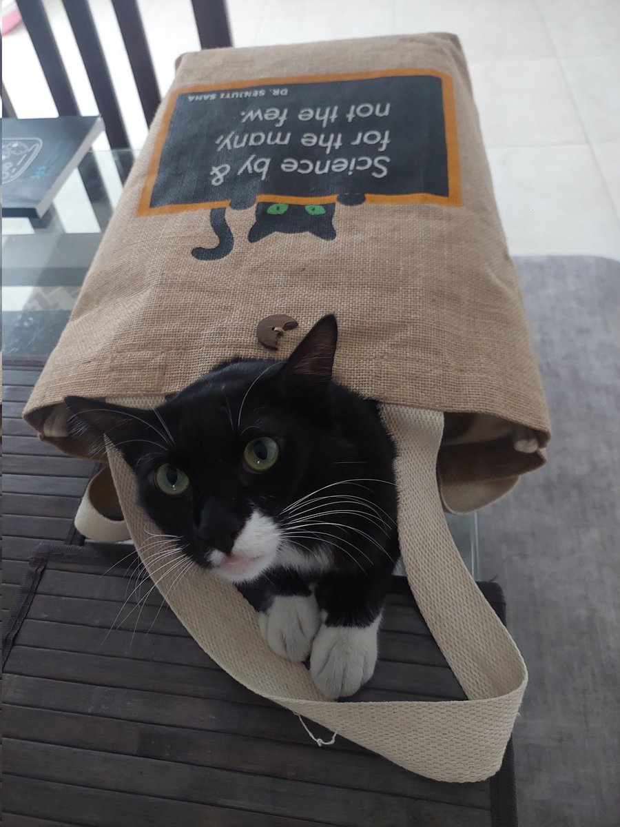 Tote bags by <a href="/chrfbd/">Child Health Research Foundation (CHRF)</a> with black cats and quotes from <a href="/senjutisaha/">Senjuti Saha, PhD | সেঁজুতি সাহা</a> about making science accessible = a hit with both humans AND black cats.
