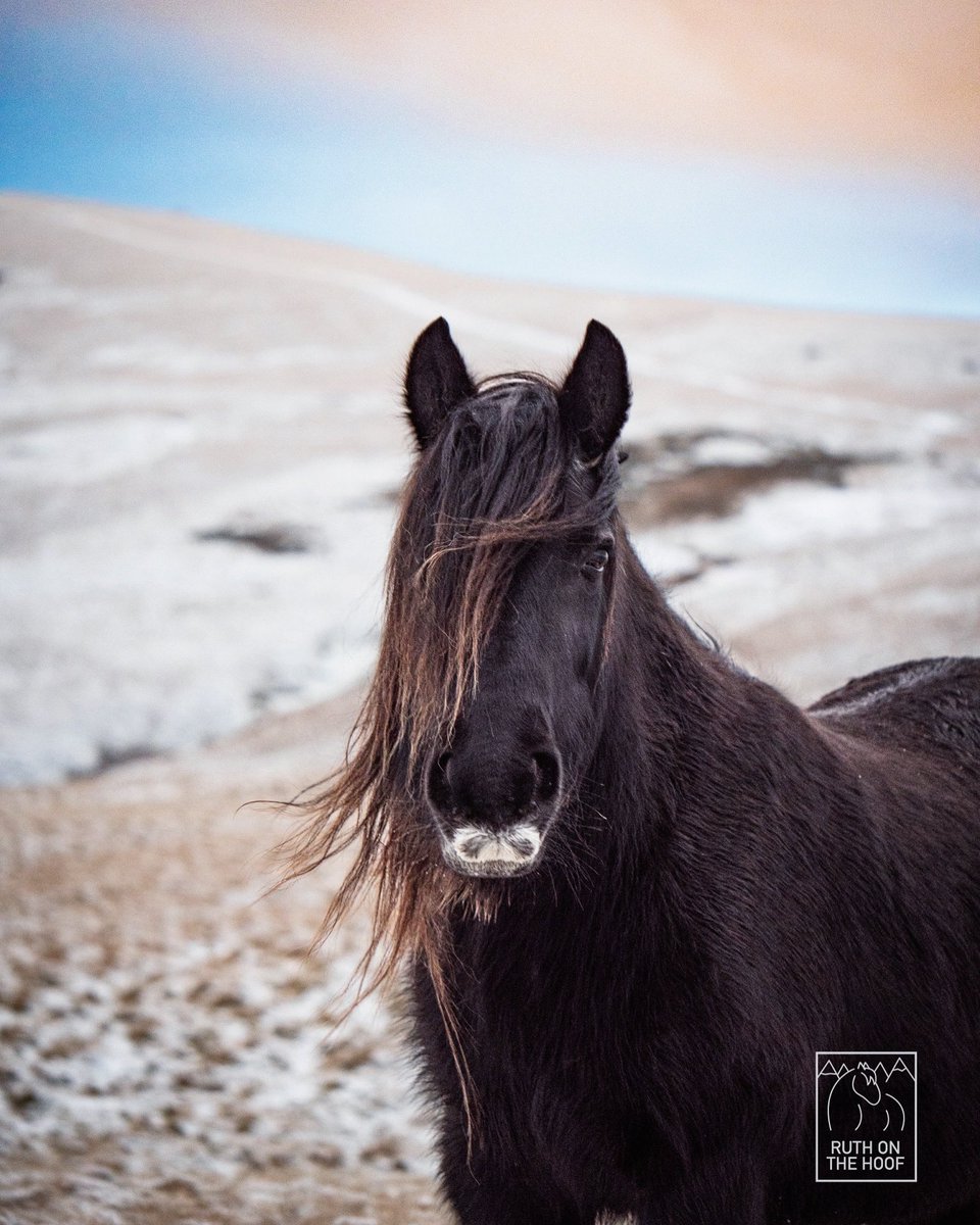 Fell pony up in the snow line. They’re wonderfully hardy ponies - like all of our native breeds. Thankfully tourists seem to have stopped feeding them which means they disperse further away from the roads and dangers of treats and RTAs 🐴🐴