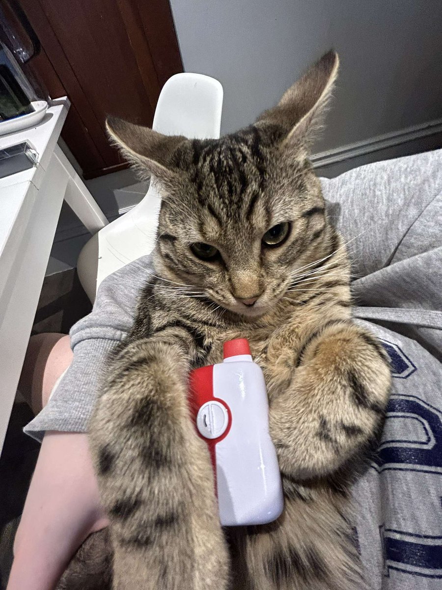 urchosaurus's tweet image. Vape cat