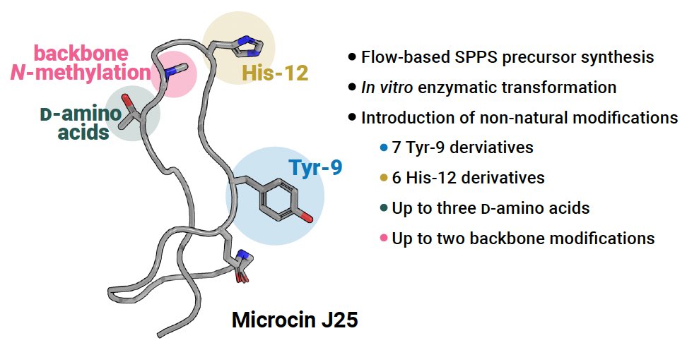 Our preprint on “Merging Flow Synthesis and Enzymatic Maturation to Expand the Chemical Space of Lasso Peptides” is now available from @ChemRxiv 🧪🧫. Congratulations to first author Kevin Schiefelbein and everyone else involved 🥳 chemrxiv.org/engage/chemrxi… @Hartrampf_Lab