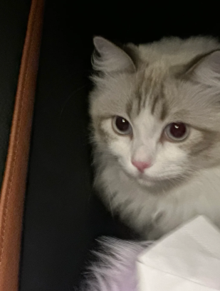 I want to see everyone’s little cutie in the passenger seat