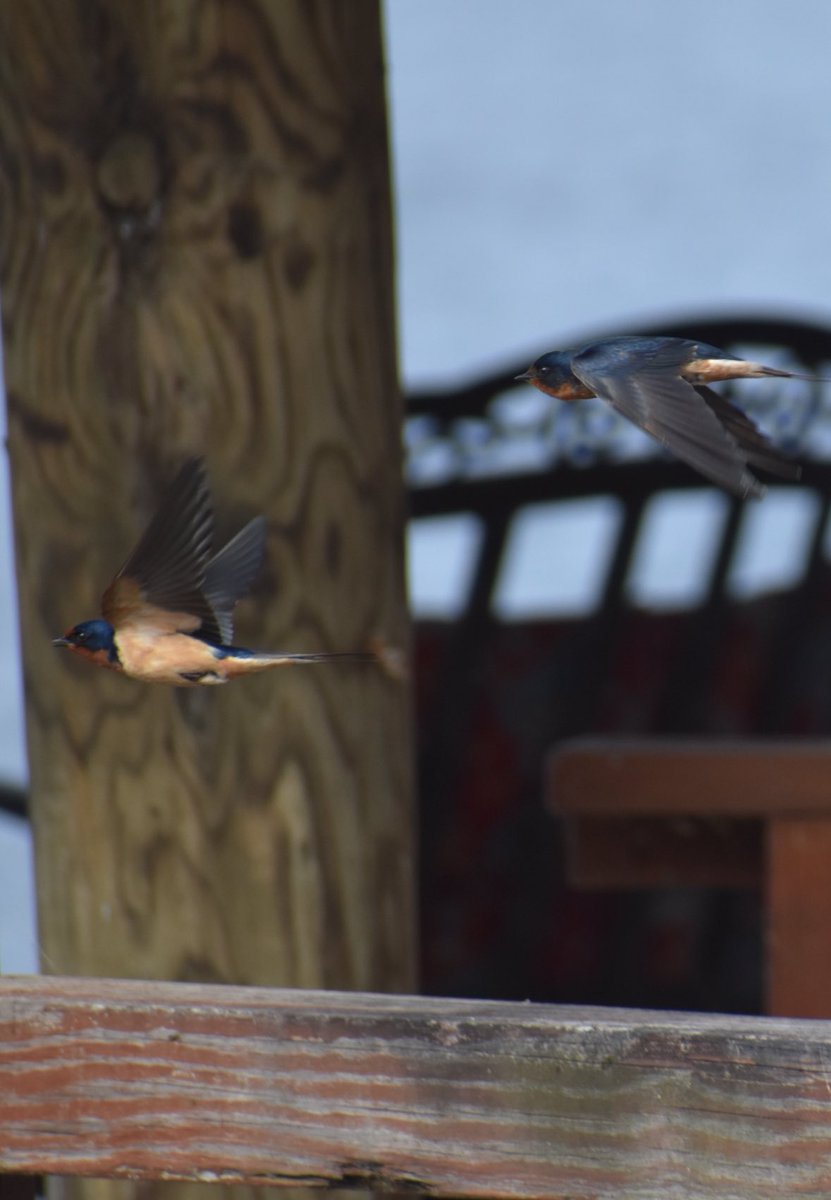 nogooddeed2's tweet photo. Good morning. Another barn swallow pic. https://t.co/q2mdVIMRoI