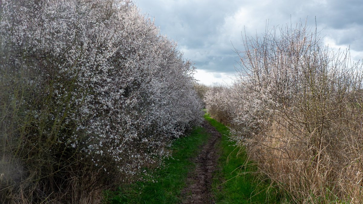 mountainmike49's tweet photo. Walked around my local Scartho Patch yesterday. I heard 3 singing chiffchaff and I was pleased to hear 6 skylark singing on Gooseman's Field. Butterfies were: brimstone (1) small tortoiseshell (1) and peacock (5). @NaturesCalendar @Lincsbirding @LincsWildlife @LincsNaturalist https://t.co/avug9bxUw1