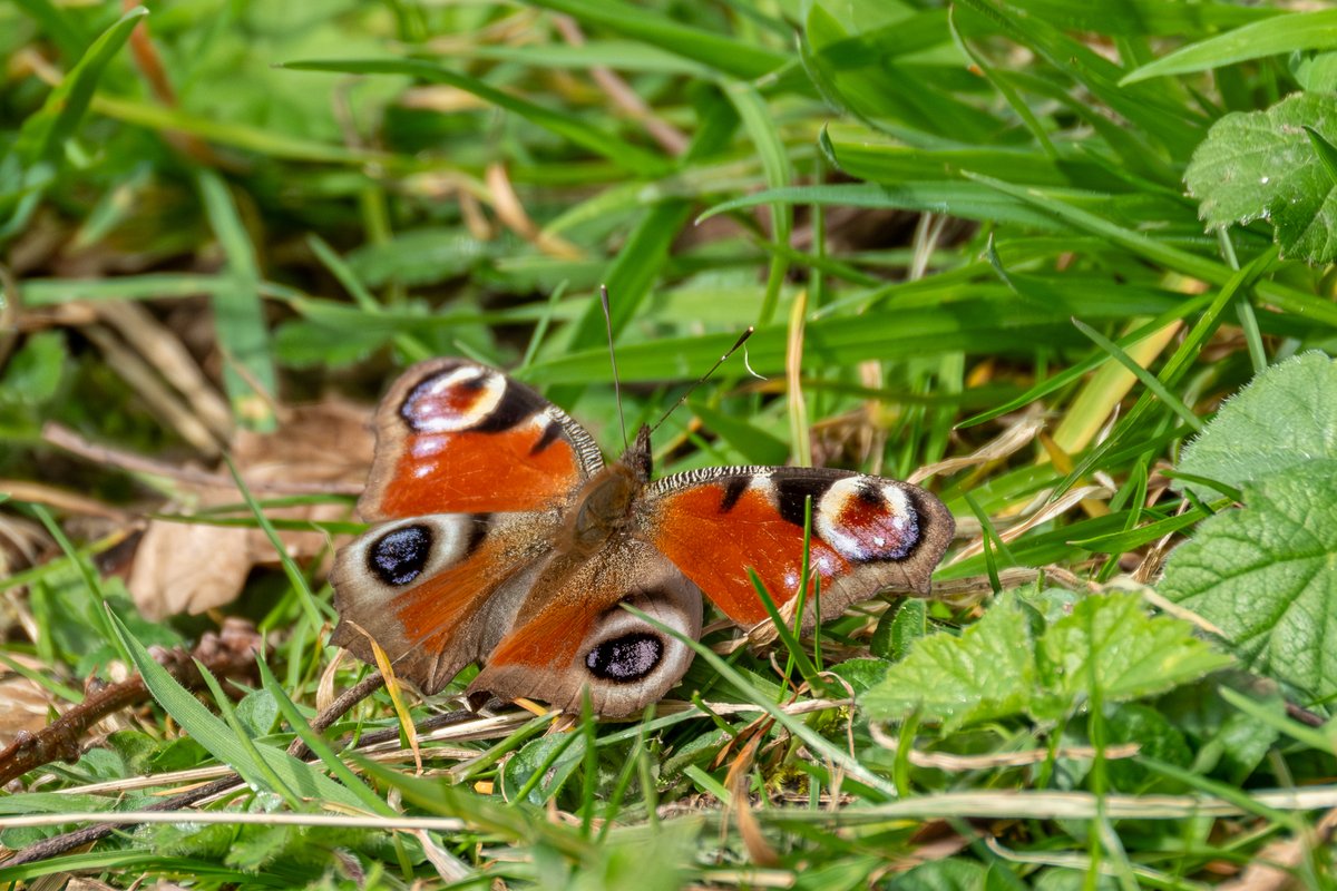 mountainmike49's tweet photo. Walked around my local Scartho Patch yesterday. I heard 3 singing chiffchaff and I was pleased to hear 6 skylark singing on Gooseman's Field. Butterfies were: brimstone (1) small tortoiseshell (1) and peacock (5). @NaturesCalendar @Lincsbirding @LincsWildlife @LincsNaturalist https://t.co/avug9bxUw1