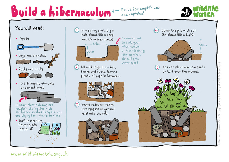 For #WorldFrogDay - a way of protecting frogs, other amphibians & reptiles in your garden. How to build a hibernaculum