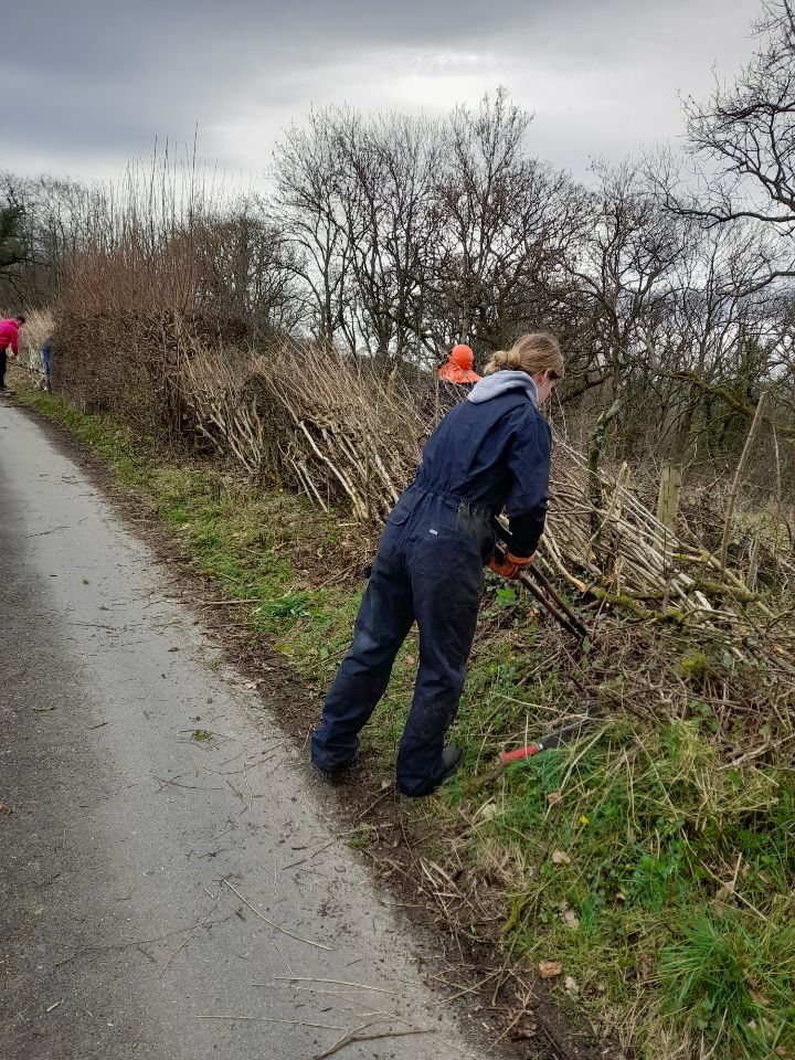 Fferm Fronlas Farm tweet media