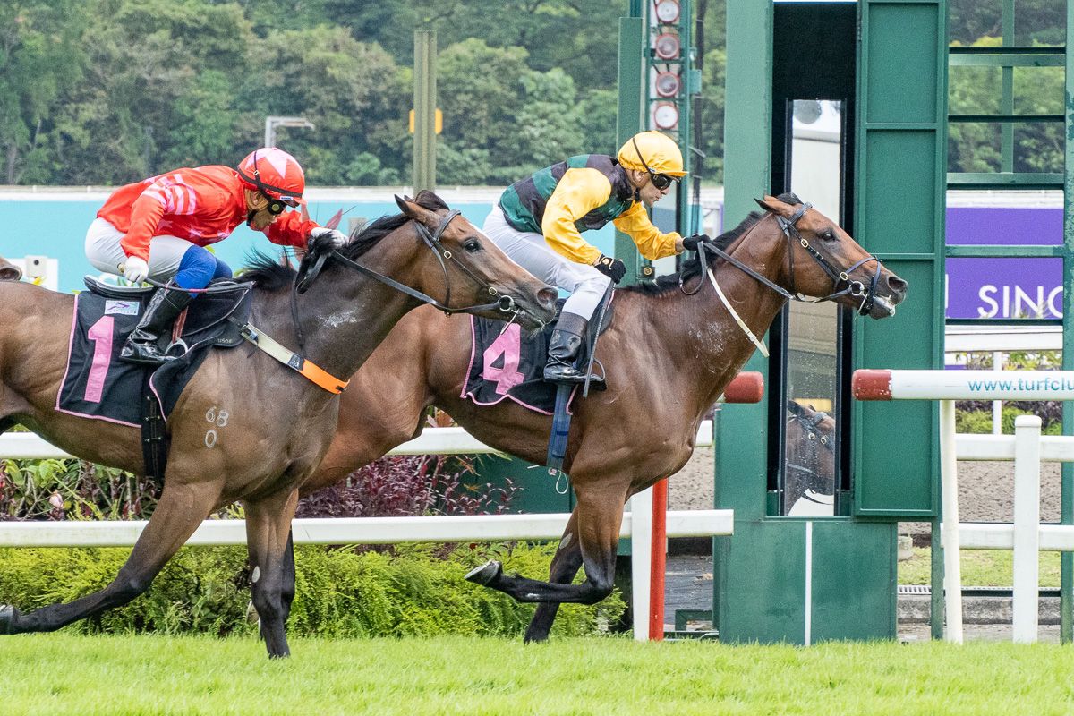TOAST_Racing's tweet photo. The win gives trainer Stephen Crutchley a sweet parting reward on his last raceday, as he will be returning to New Zealand with newly married wife Watie, after 10 years in Singapore racing. For us on hand to cheer him on, it was a sweet and sour day capped by Sweet N Sour's win. https://t.co/UGzRTKpiKR