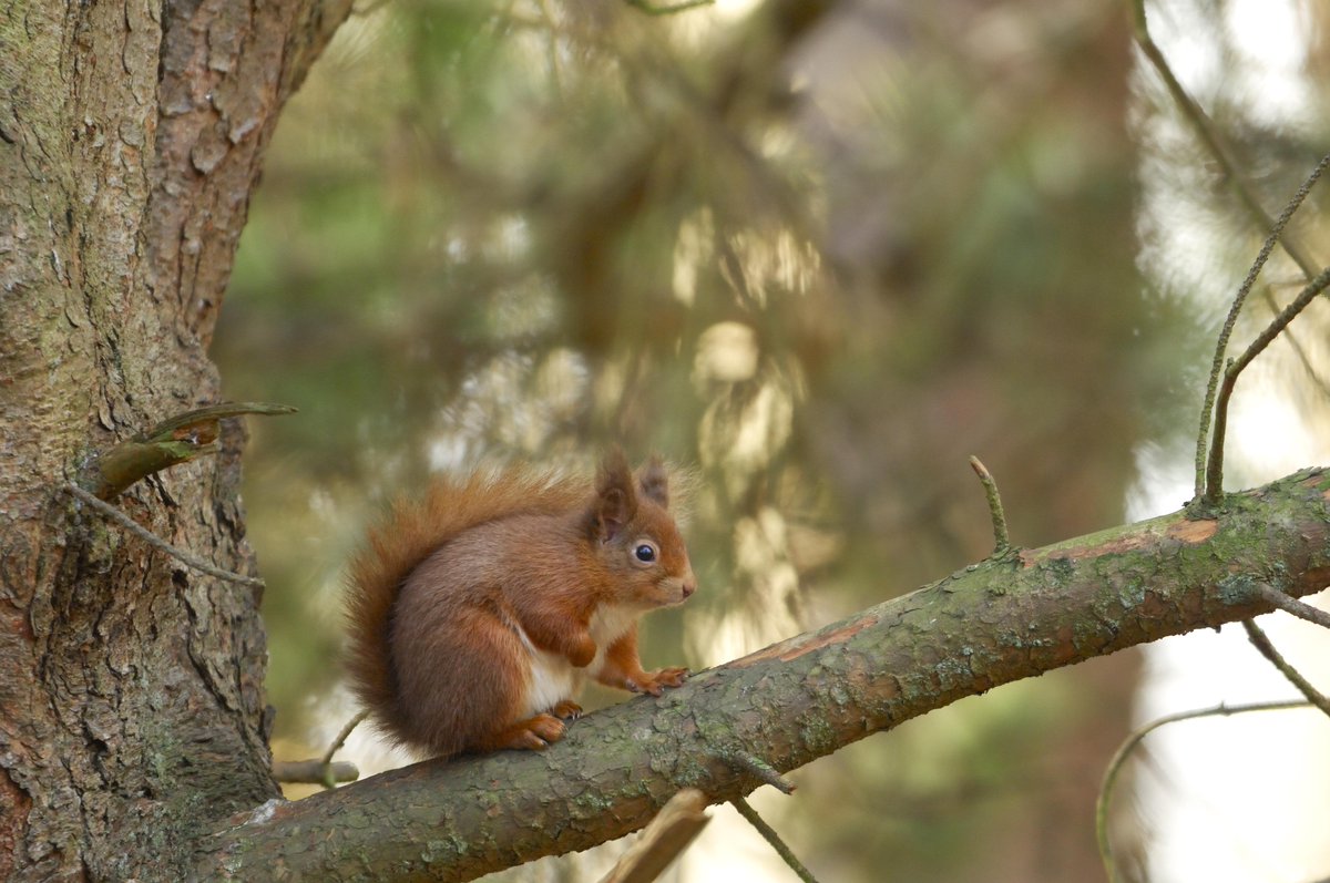 💚The Nature Restoration Fund is working to halt red squirrel declines in Scotland. It's a shining example of nature-based solutions in action to help tackle the climate crises.

<a href="/NatureScot/">NatureScot</a> / <a href="/ScotSquirrels/">Saving Scotland's Red Squirrels</a> / <a href="/ScotWildlife/">Scottish Wildlife Trust</a>

📸Lorne Gill/NatureScot

#ScotlandIsNow #LetsDoNetZero